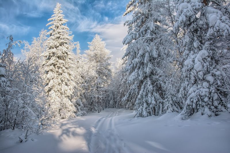 Зимний полденьphoto preview