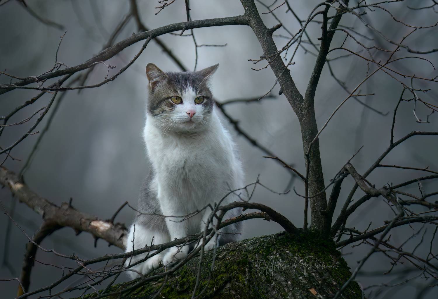 Я кот. Гуляю сам по себе и хожу где вздумается. Автор: Плеханов Александр , Плеханов Александр
