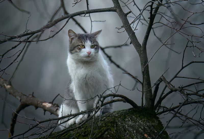 Я кот. Гуляю сам по себе и хожу где вздумаетсяphoto preview