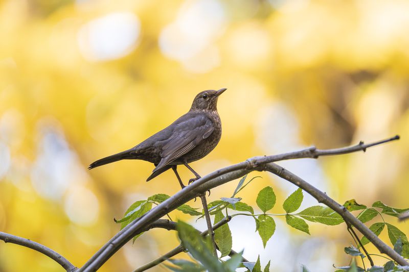 дрозд, черный дрозд, золотая осень, осень, птицы Черный дроздphoto preview
