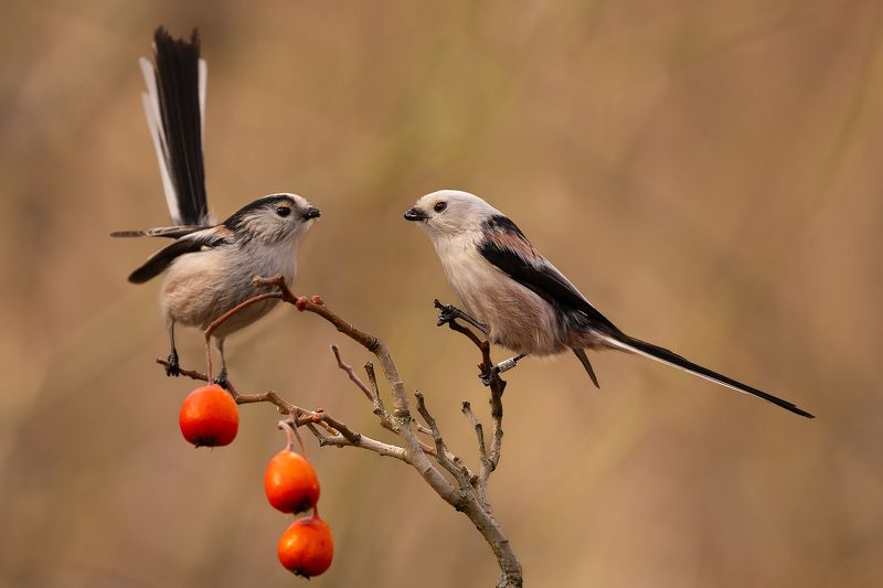 Long-tailed Tiphoto preview