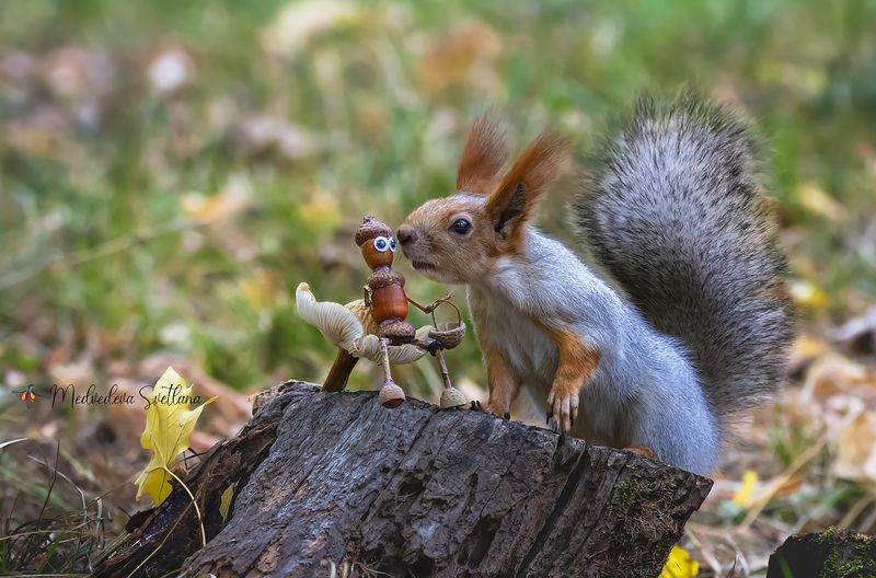 природа, белочка, фотоохота, дикая природа Будни и праздники белочки.photo preview
