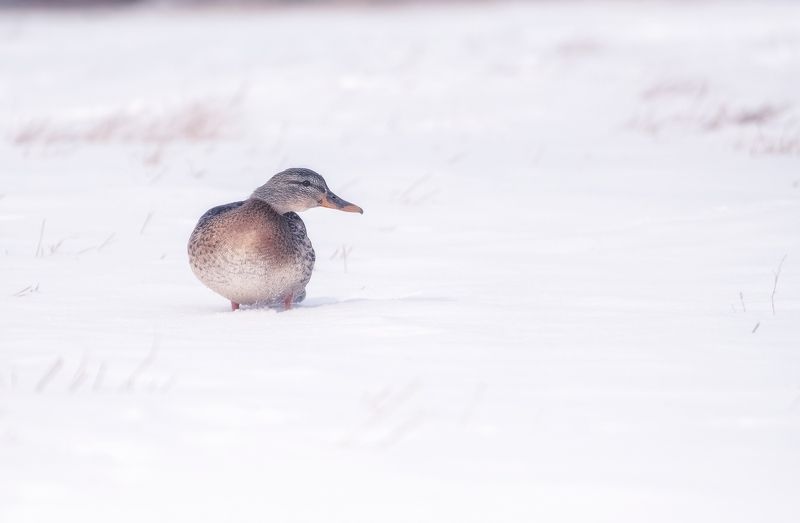 утка, сибирь, мороз, снег Серая Шейкаphoto preview
