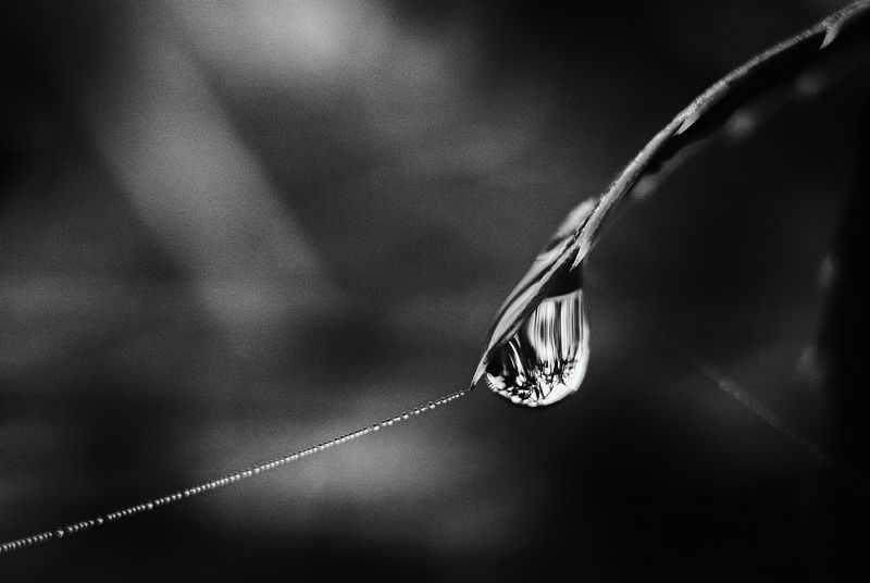 черно-белое, монохром, макро, макро фотография, красота, капли, ягоды, трава, мануальное, винтажная оптика, юпитер-8, керчь, крым, россия Дары атмосферной зимы.photo preview