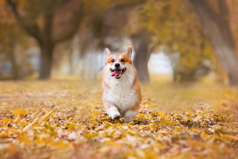 Осенняя фотопрогулка с Гринчемphoto preview