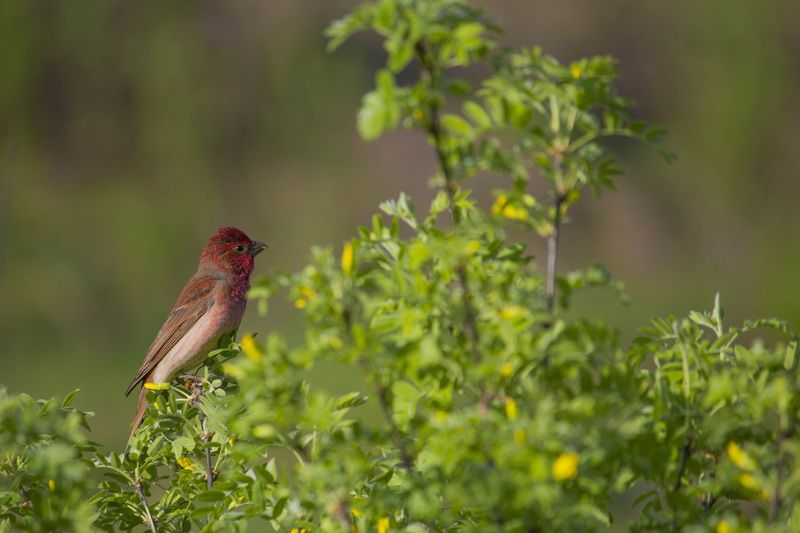 чечевица, чечевица обыкновенная, птица, птицы, лес, лето, новосибирск Чечевицаphoto preview