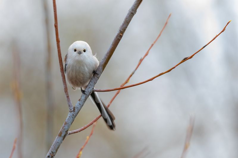 ополовник, длиннохвостая синица, природа, птицы Глаза в глазаphoto preview