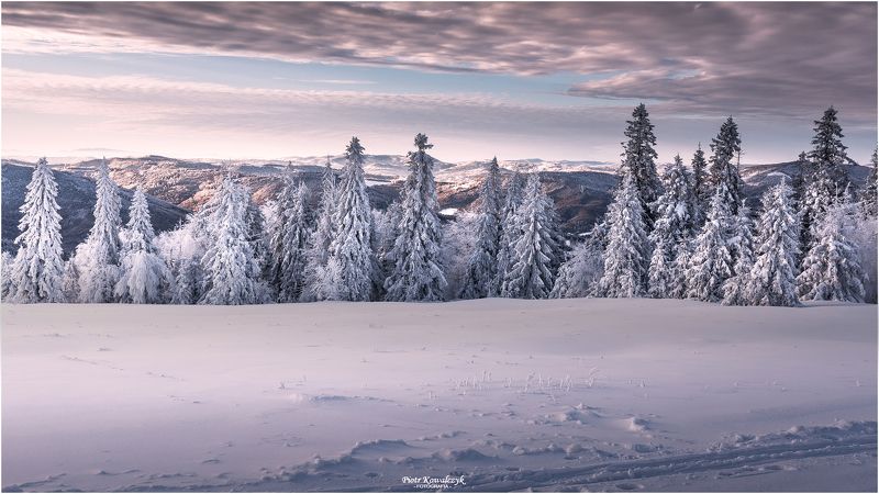 polska, zima, drzewo photo preview