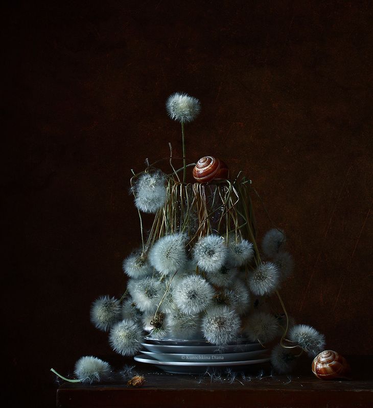 натюрморт, цветы, одуванчики, пушистики пушистое увядание фото превью