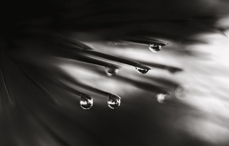 черно-белое, черно-белая фотография, монохром, макро, макро фотография, природа, зима, крымская зима, капли, роса, растения, мануальное, винтажная оптика, юпитер-8, керчь, крым, россия Дары своенравной зимы.photo preview