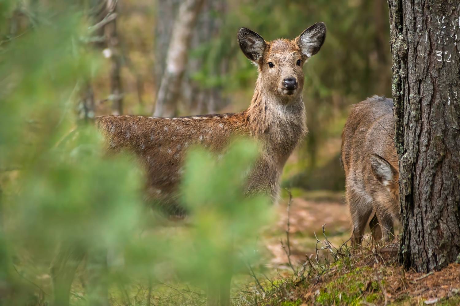 животные, олень, пятнистый олень, природа, дикая природа, canon, wildlife, Пронин Денис
