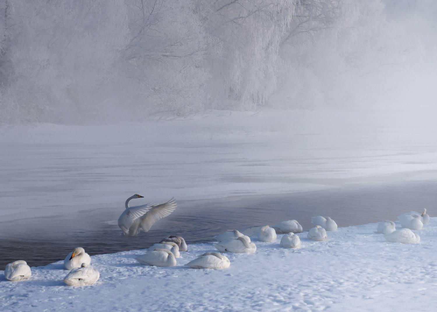 алтайский край, лебединое озеро, Галина Хвостенко