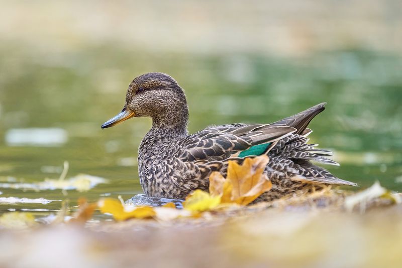 чирок-свистунок,утка,eurasian teal,eaurasian green-winged teal,common teal,teal,duck,anas crecca, Чирки-свистунки фото превью