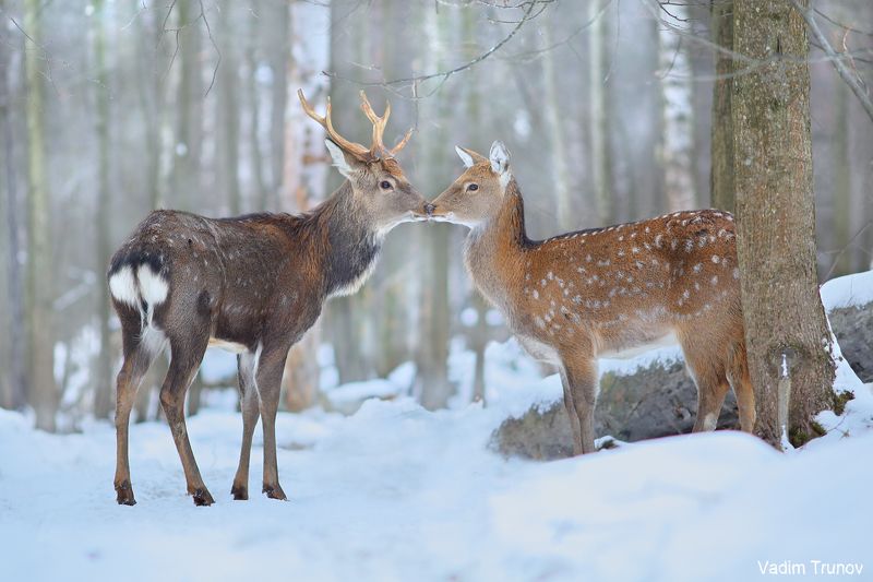 олень, олени, пятнистый олень Олени фото превью