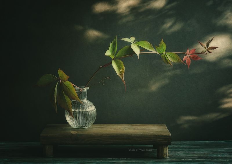 листья дикого винограда, натюрморт с листьями, дикий виноград Листья дикого винограда..photo preview