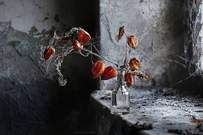 Still lifephoto preview