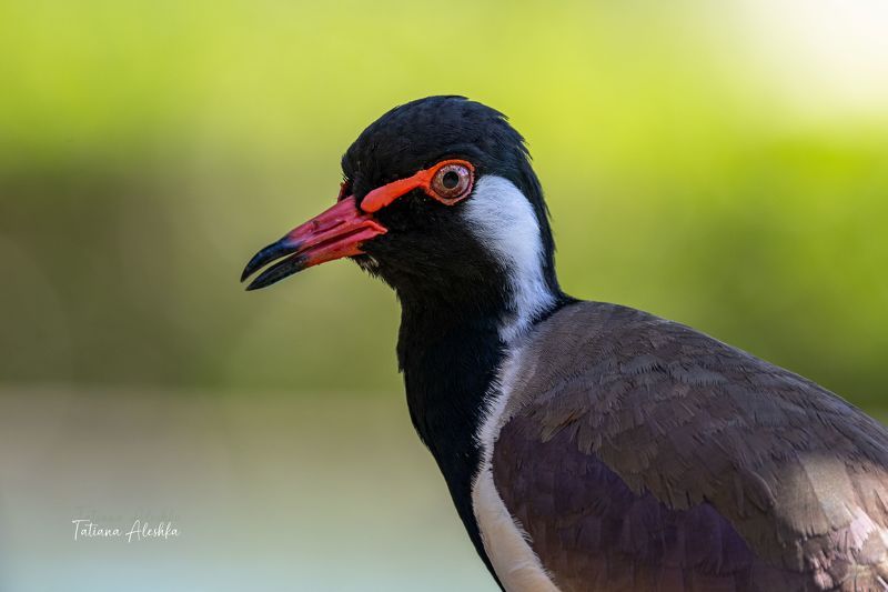 Украшенный чибис (Red-wattled Lapwing)photo preview