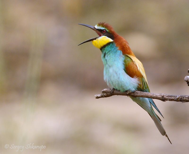 щурка, птицы, Крым Щурка зеваетphoto preview