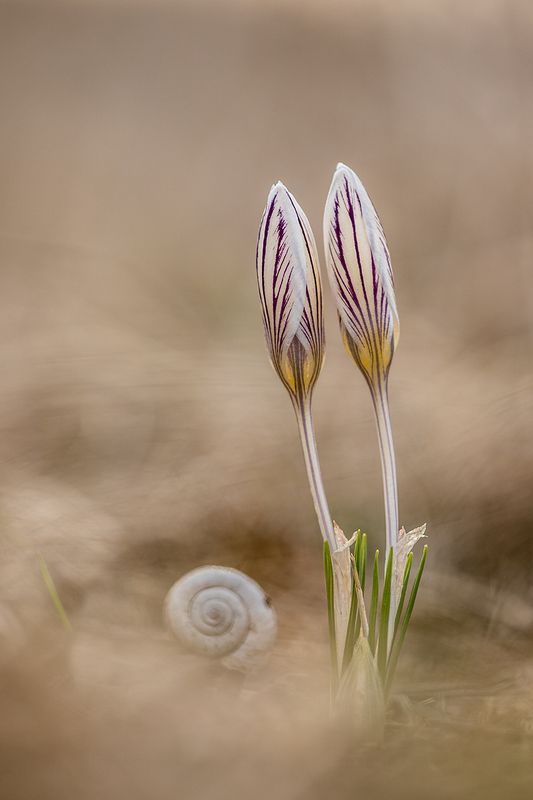 Весна в степиphoto preview