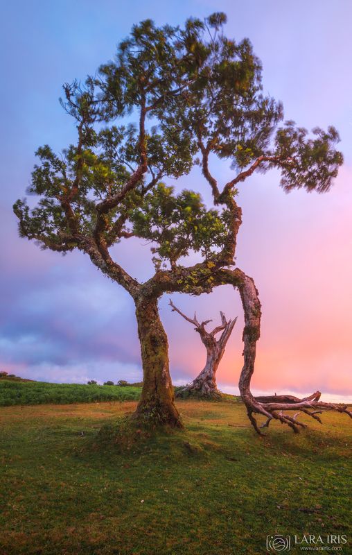 Мадейраphoto preview