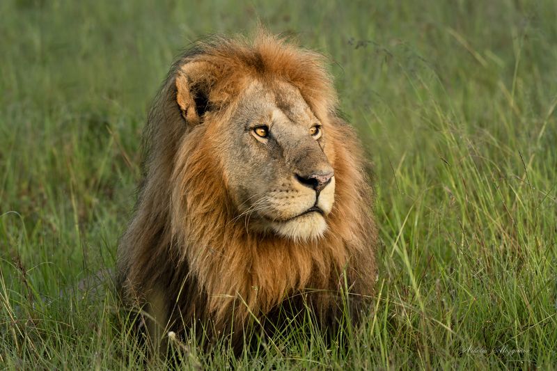 Муфасаphoto preview