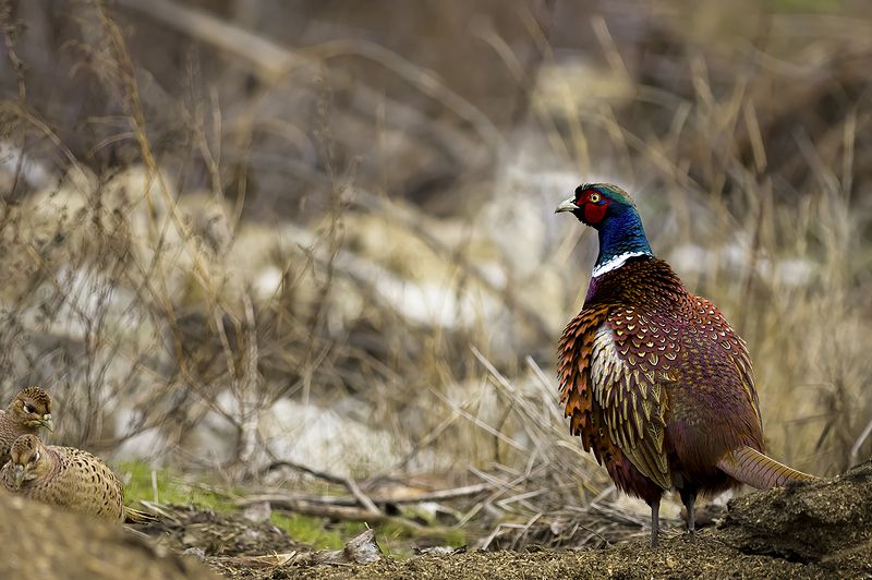 природа ***photo preview