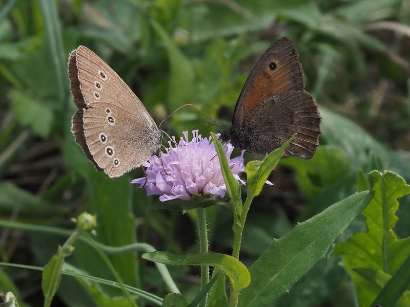 цветочный Глазок, Воловий Глаз, бабочка застолье))photo preview