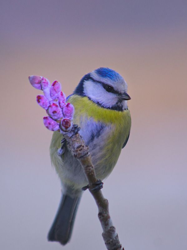 parus caeruleus, лазоревка, Аленький цветочек.photo preview