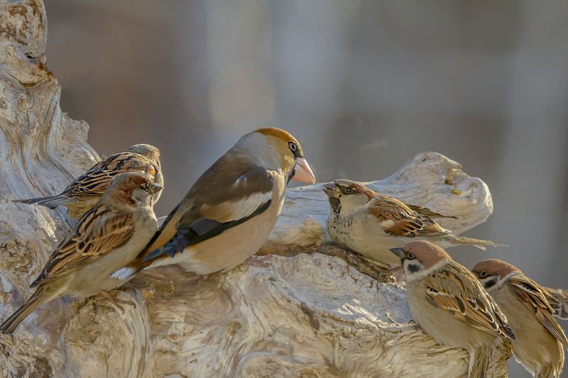 Про дубоноса и воробьевphoto preview
