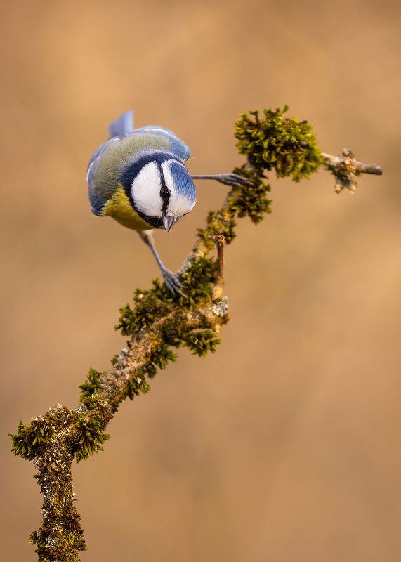 Titmousephoto preview