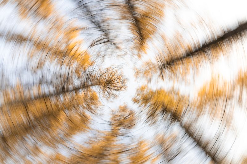 золотая осень, осень, лиственница Осеннее кружевоphoto preview