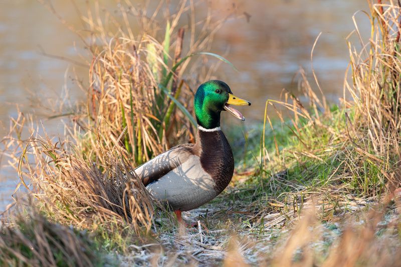 дикая утка, кряква, селезень, брачное оперение, wild duck; mallard; male; drake; anas platyrhynchos;  breeding plumage; - Я самый известный!photo preview