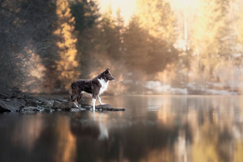 chien L\'Appel du Lacphoto preview