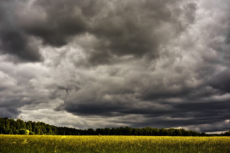 пейзаж, погода, поле, деревья, свет, тучи, деревья, перед дождём, тульская область Погода к дождюphoto preview