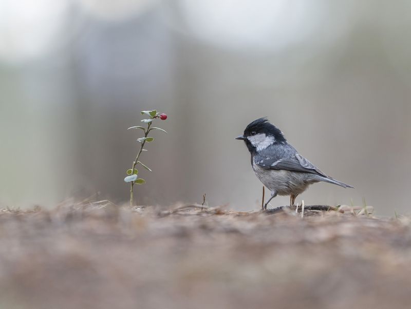 птицы,природа, зима В лесуphoto preview