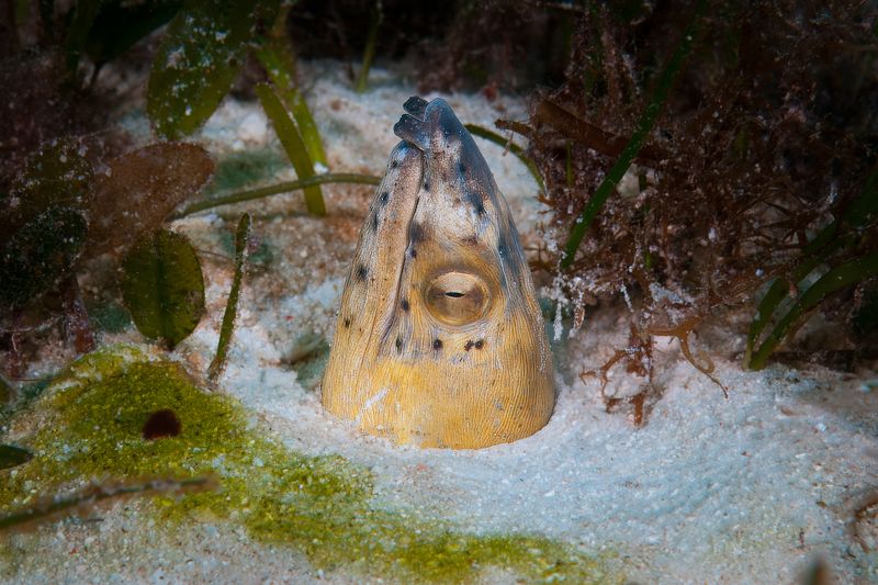 острохвостый угорь, black-finned snake eel, malapascua island, philippines, малапаскуа, филиппины Острохвостый угорьphoto preview