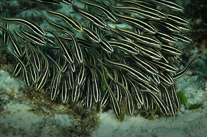 угрехвостый сом, plotosidae, malapascua island, philippines, малапаскуа, филиппины Угрехвостый сомphoto preview
