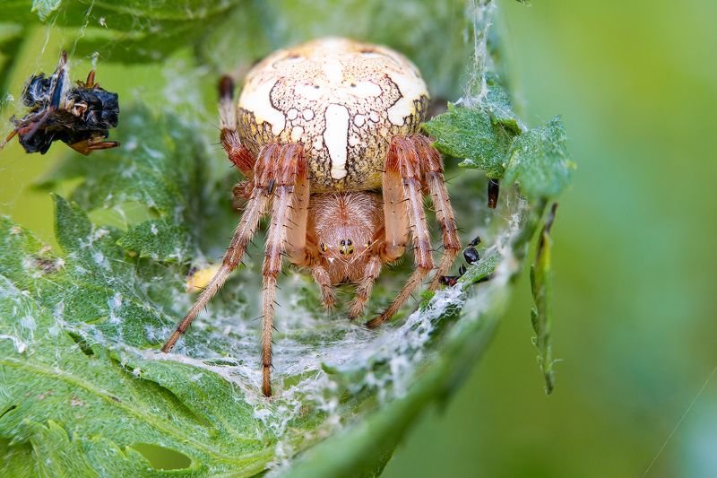 пауки Паукиphoto preview