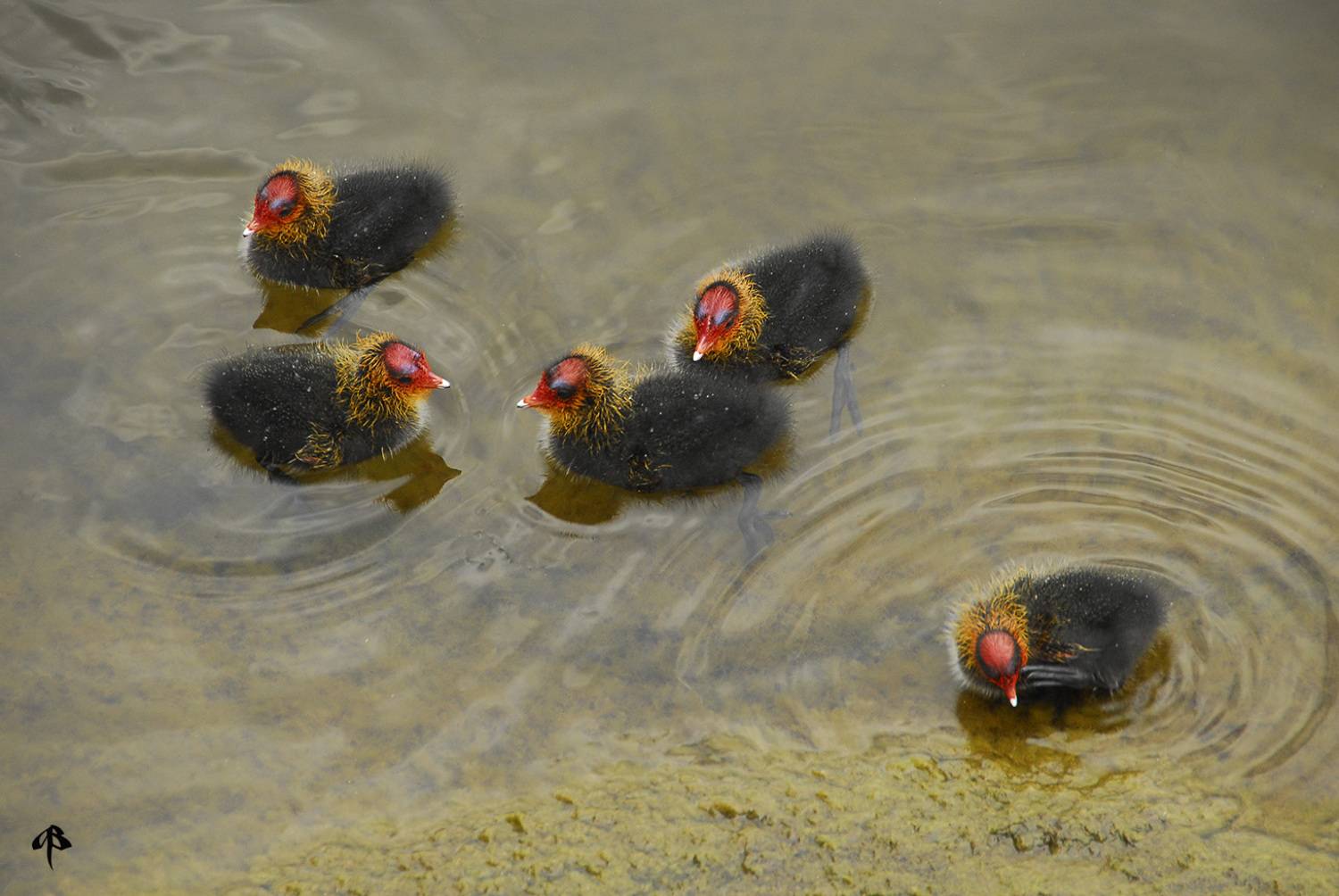 , Алексей Бахтиозин