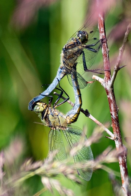 стрекоза Стрекозыphoto preview