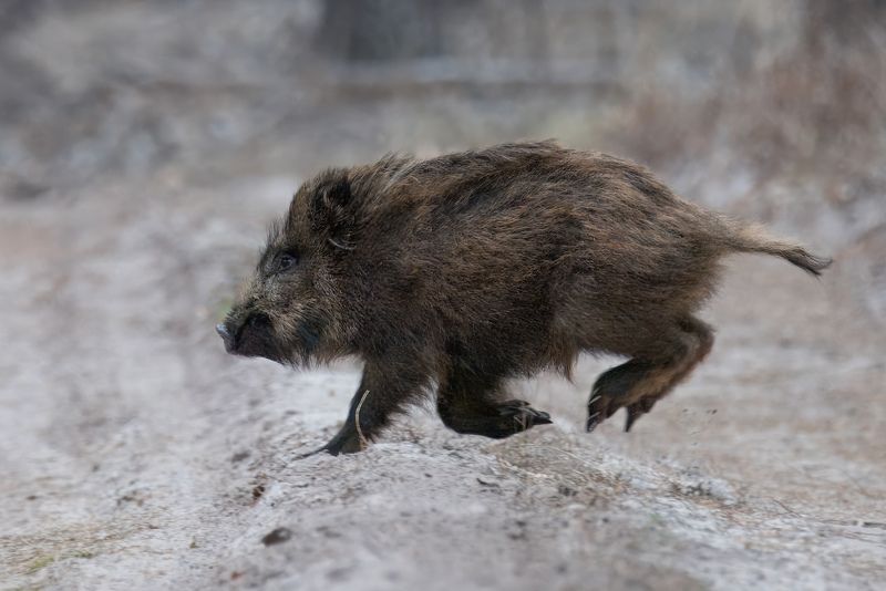 кабан, лес, поход, природа, boar, forest, nature, naturephotografy, nikon, nikonrussia, никон Побегphoto preview