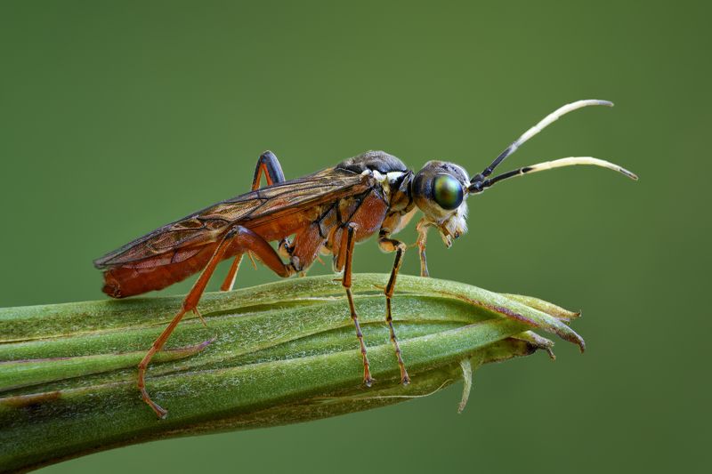 пилильщикphoto preview