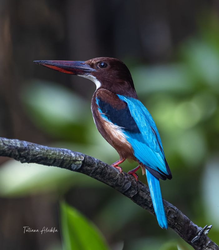 Красноклювая альциона (White-throated Kingfisher)photo preview