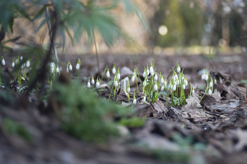 подснежники цветы первые природа Первыеphoto preview