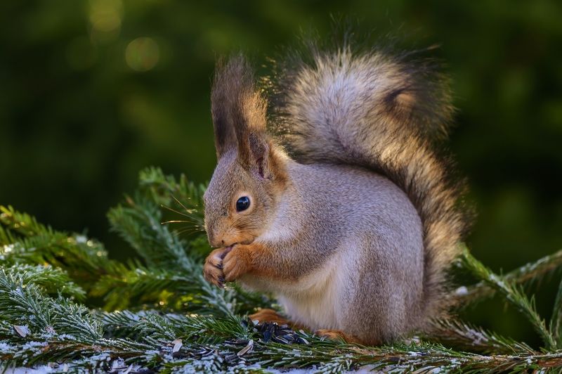 Белкаphoto preview