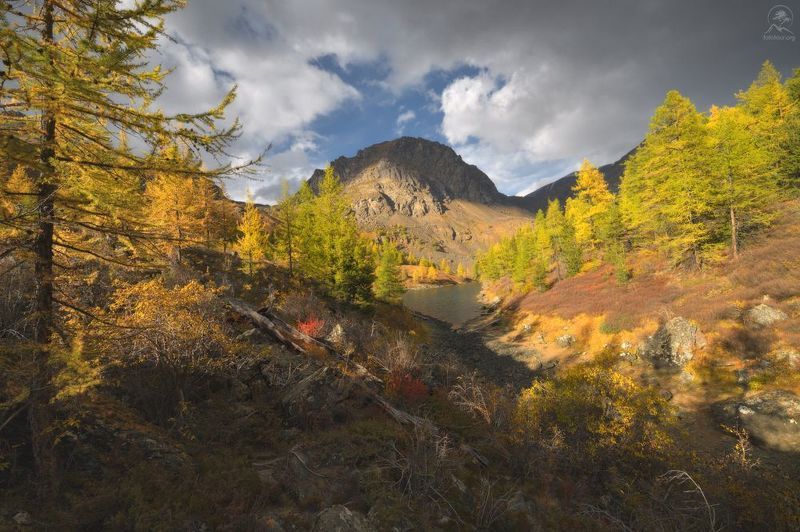 осень, алтай, горный алтай, горы, озера, лиственница, фототур на алтай осенью Осень на высотеphoto preview