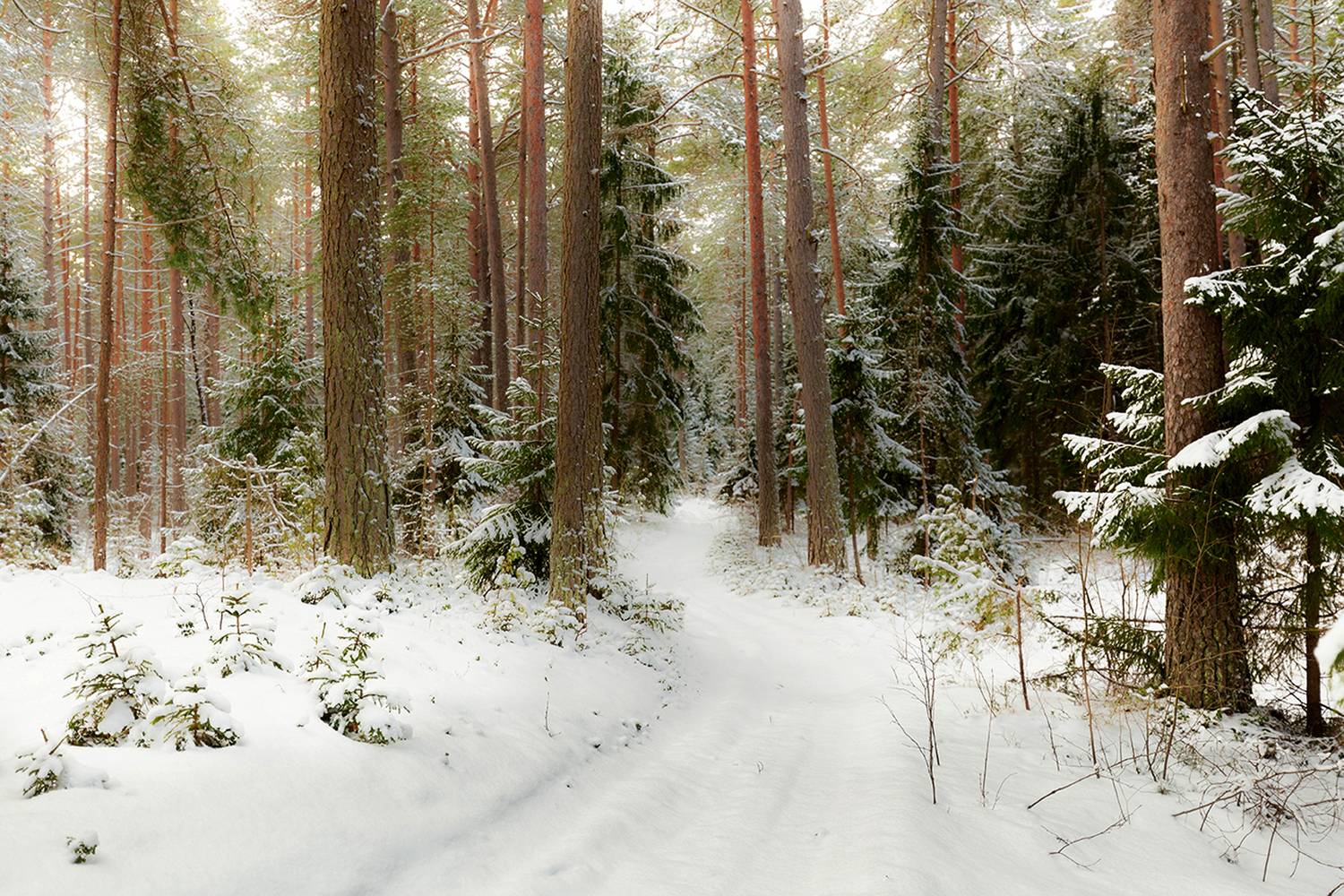 лес зима снег нарва, Четвертной Сергей