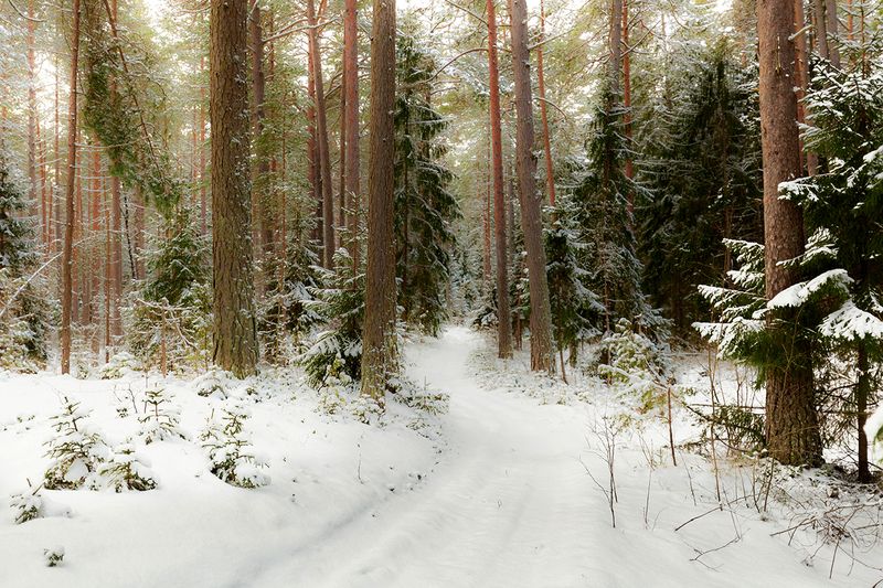 лес зима снег нарва В зимнем лесу фото превью