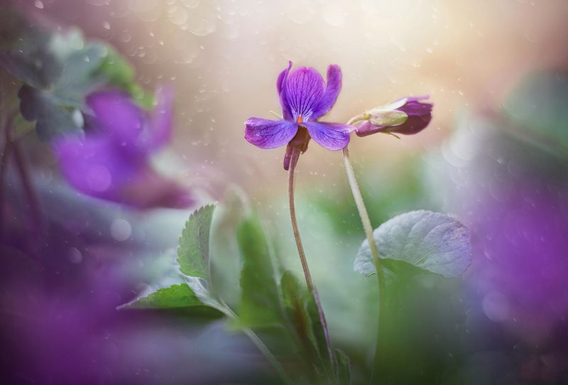 Фиалкаphoto preview