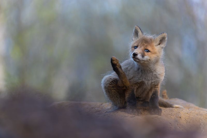 лиса, лисенок кабы я бы, я бы кабыphoto preview